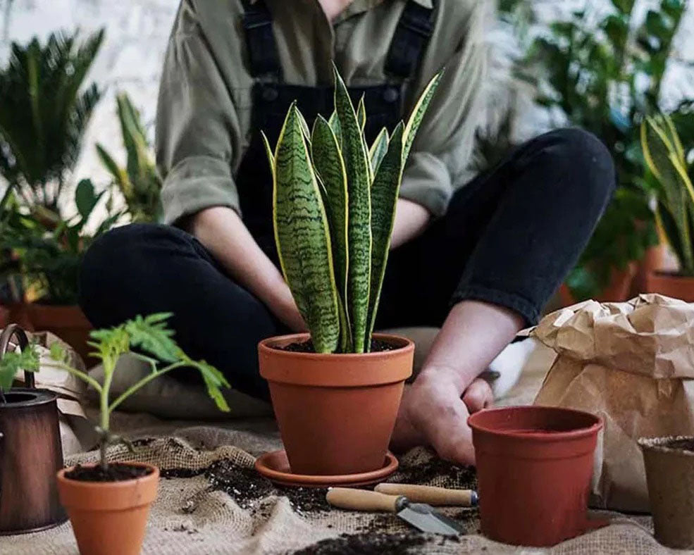 Nos idées cadeaux pour les amoureux des plantes
